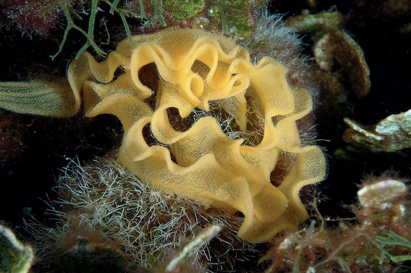 Riproduzione Discodoris atromaculata